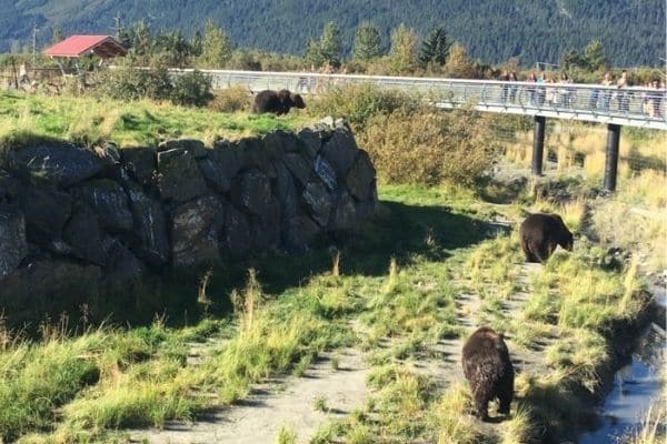 3 Bears at Alaksa Wildlife Conservation Center