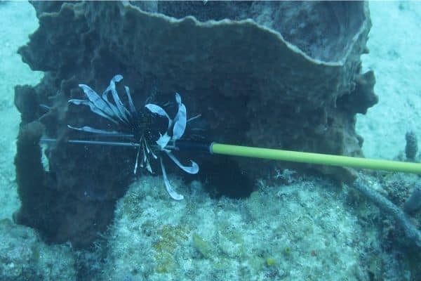 Lionfish hunting underwater Belize