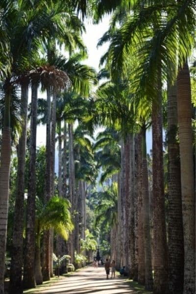 Tropical palm tree location for Americans who travel
