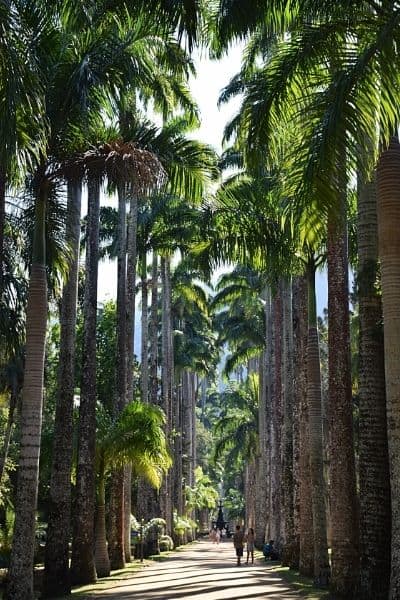 Avenue of Royal Palms Rio de Raneiro Botanical Garden