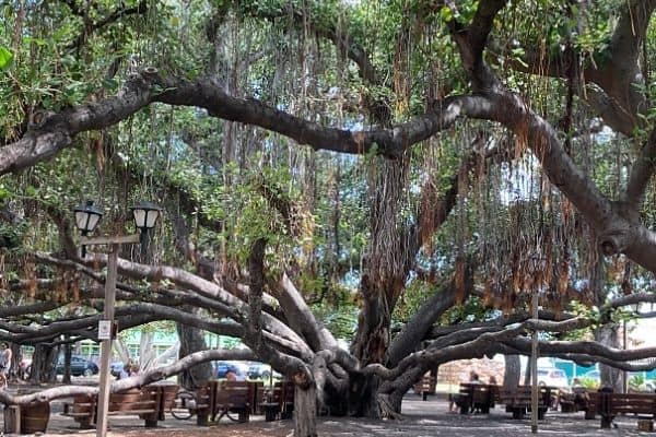 Banyan Tree Lahaina Maui-Hawaii Travel Guide