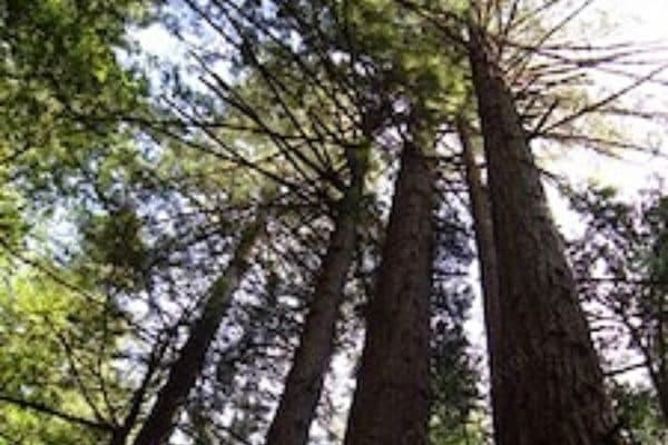Marin County trees