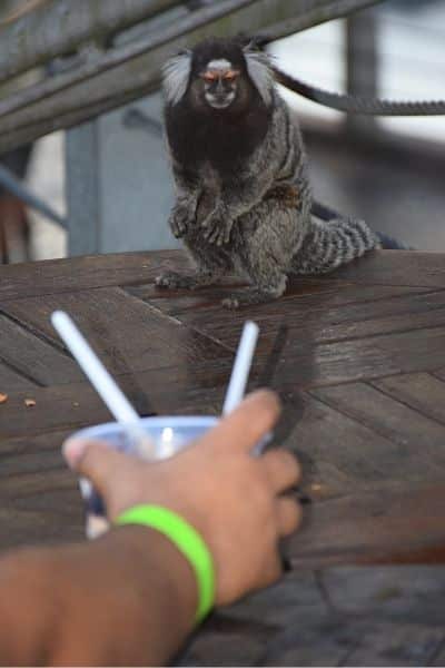 Tourist feeding marmoset Sugarloaf