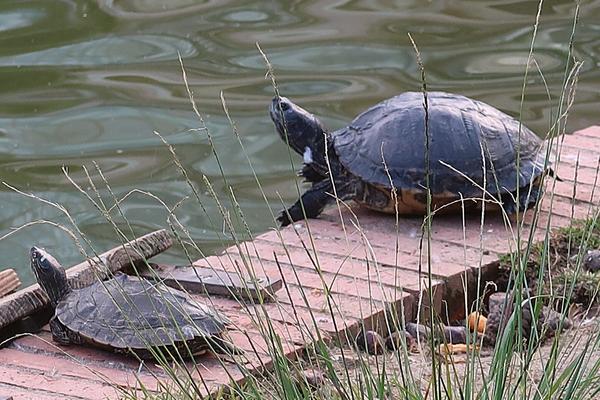 Turtles El Retiro Park on 3 days in Madrid