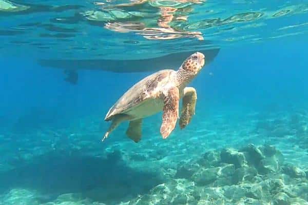 Sea turtle underwater Cameo Island Zakynthos