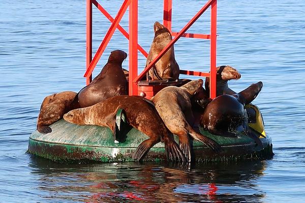 Seals on buoy on water_Vancouver BC Canada