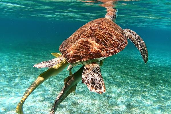 Snorkeling with green sea turtle and remoras Green Cay Bahamas