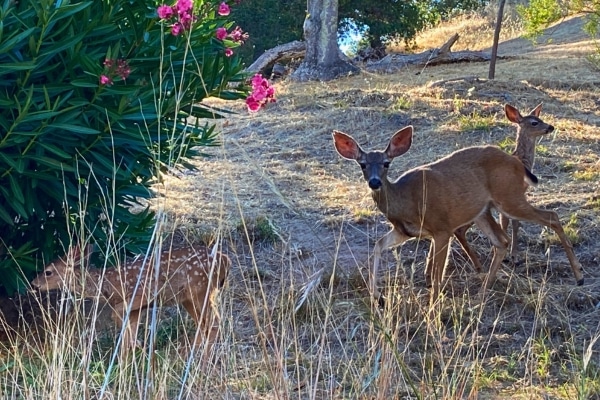 Three Deer on hill from Novato pet sit