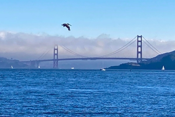 Golden Gate bridge over SF bay from Tiburon