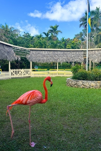 Pink flamingo Ardastra Conservation Center Nassau