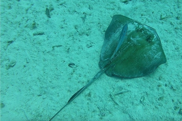 Sting ray and fish Nassau Bahamas