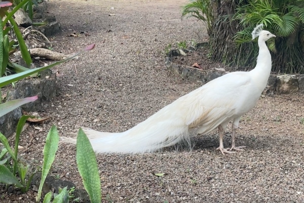 White peacock at Ardastra Wildlife Center Nassau