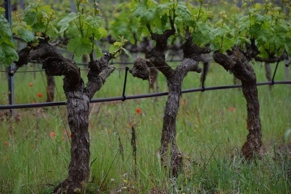 Domaine d’ Astros vineyard vines